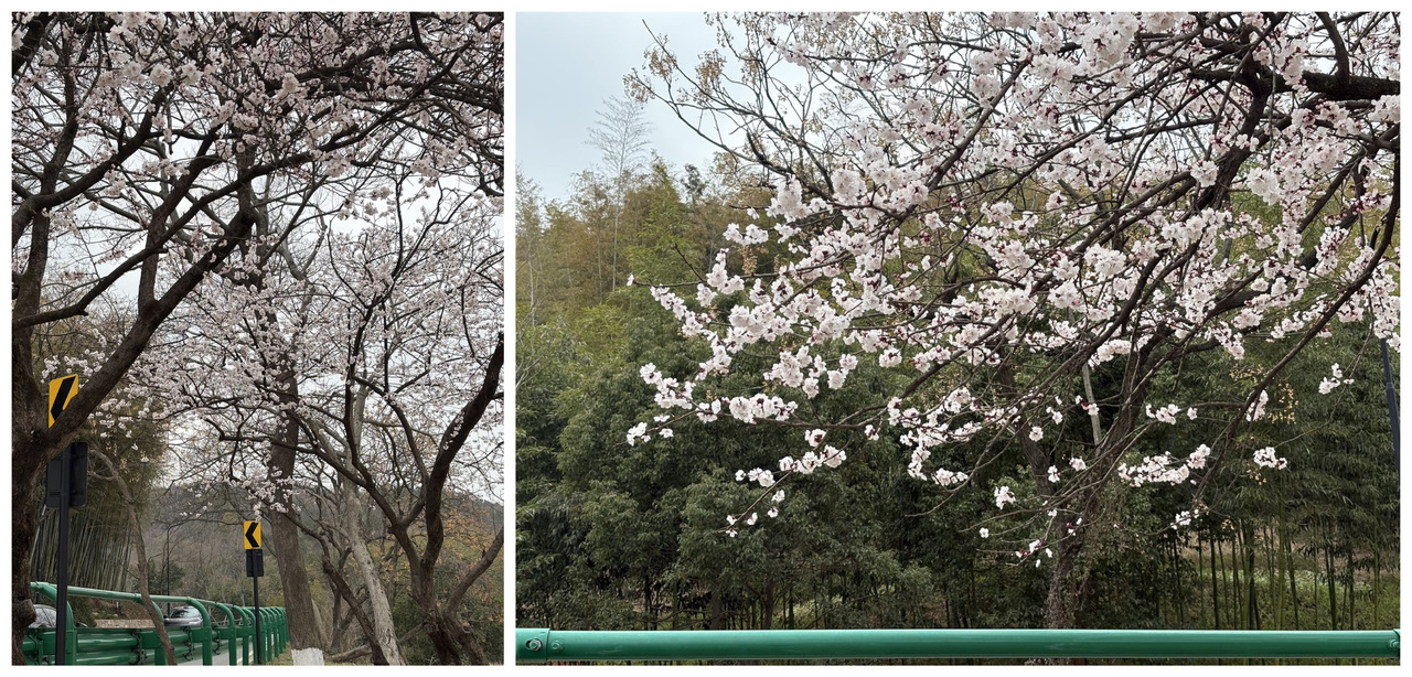 樱花