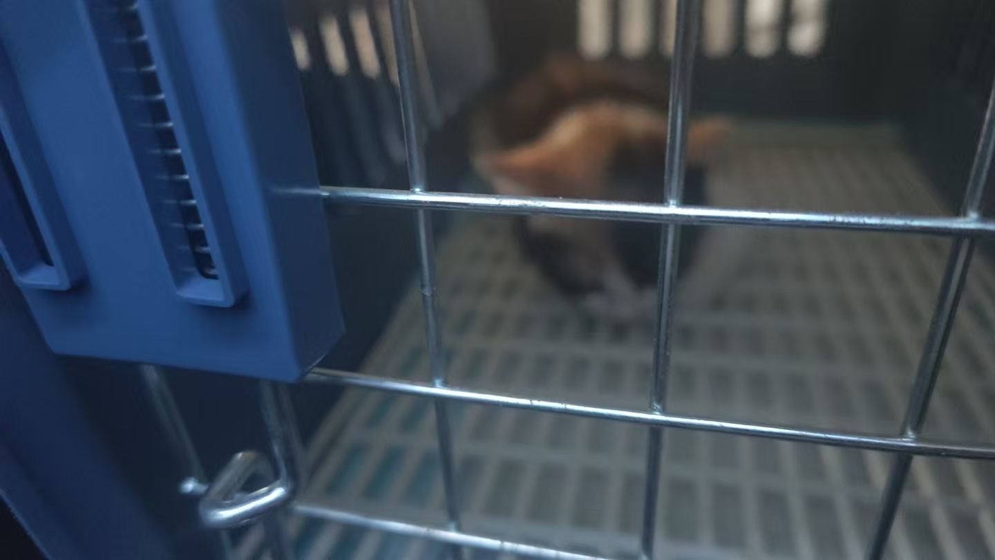 接到小吉