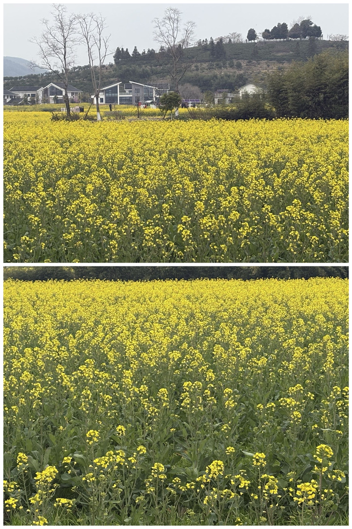 油菜花